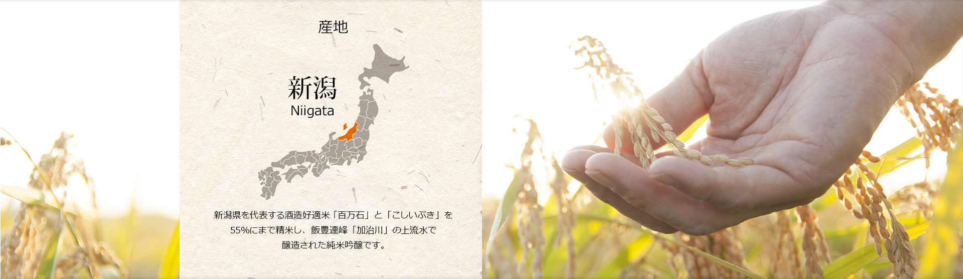 新潟県を代表する酒造好適米「百万石」と「こしいぶき」を55％にまで精米し、飯豊連峰「加治川」の上流水で醸造された純米吟醸です。